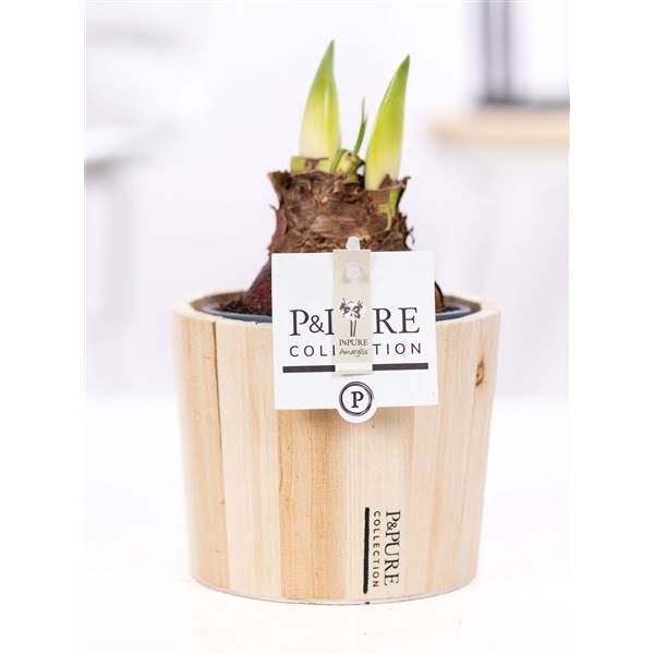 <h4>Hippeastrum white in P&PURE Wood 5</h4>