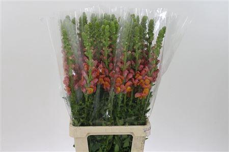 <h4>Antir Mary D Orange</h4>