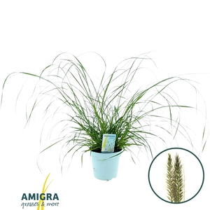 Pennisetum alop. 'Black Alvernee'