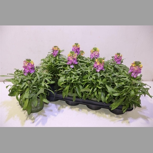 Erys Ley Orange Glow