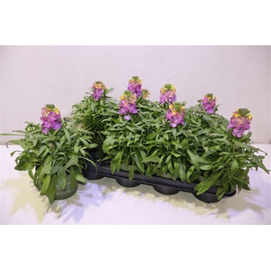 Erys Ley Orange Glow