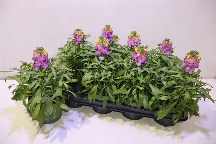 Erys Ley Orange Glow