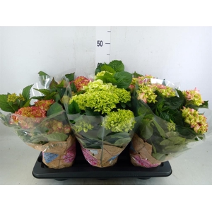 Hydrangea mac.   ...mix