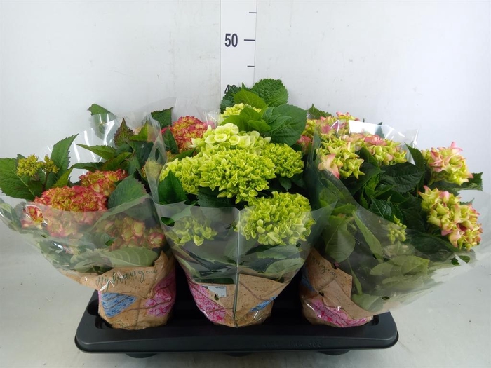 <h4>Hydrangea mac.   ...mix</h4>