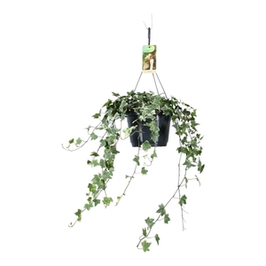 Hedera helix witbont - hangpot wit / basic