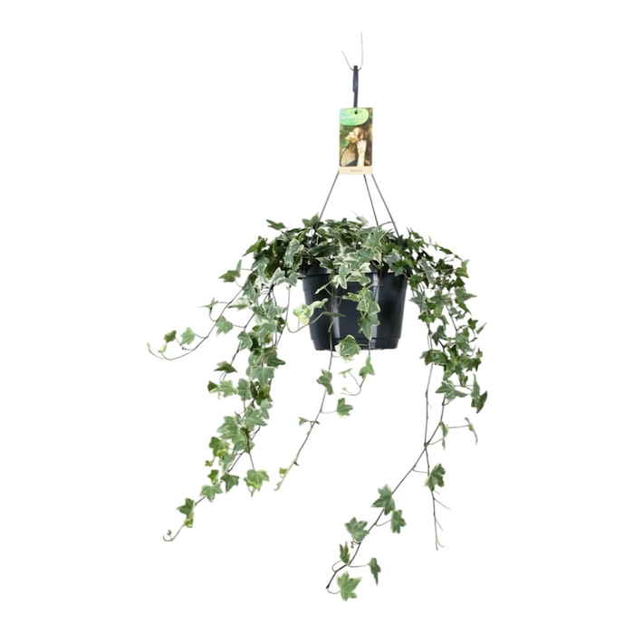 <h4>Hedera helix witbont - hangpot wit / basic</h4>