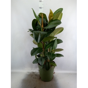 Ficus elastica 'Robusta'