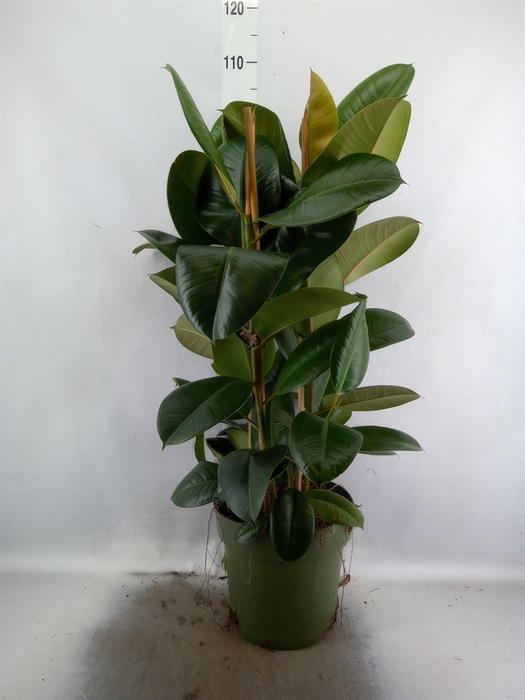 <h4>Ficus elastica 'Robusta'</h4>