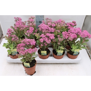 SEDUM MUNSTEAD D RED