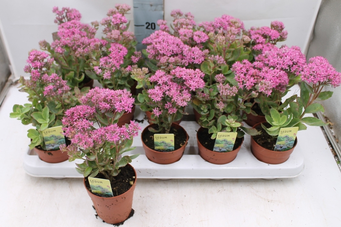 <h4>SEDUM MUNSTEAD D RED</h4>