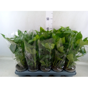 Fatsia japonica   ...
