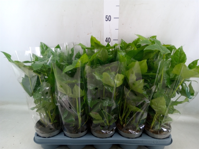 <h4>Fatsia japonica   ...</h4>
