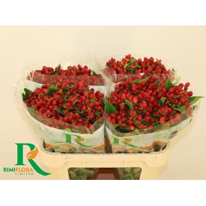 HYPER MAGICAL TRIUMPH