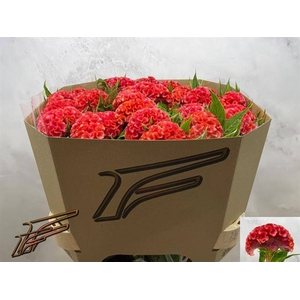 CEL C CORAL DIAMOND
