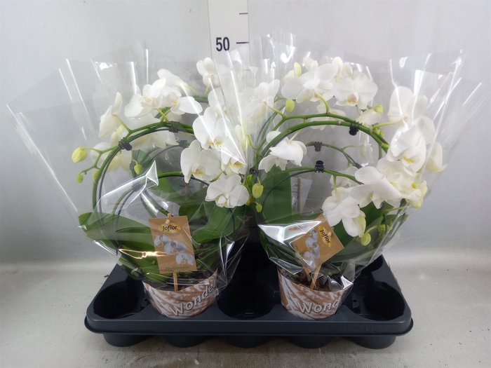 <h4>Phalaenopsis   ...</h4>