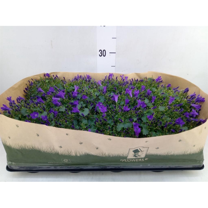 <h4>Campanula porten. 'Get Mee'</h4>