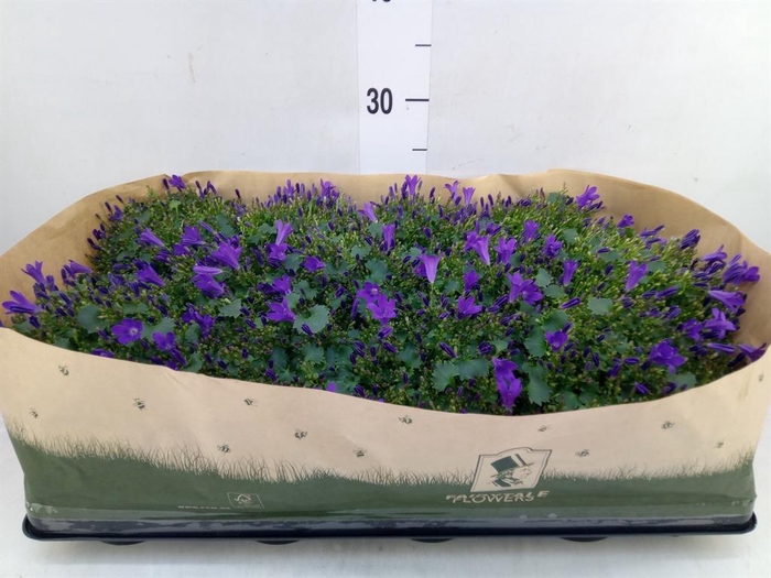 Campanula porten. 'Get Mee'