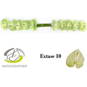 Anthurium Extase