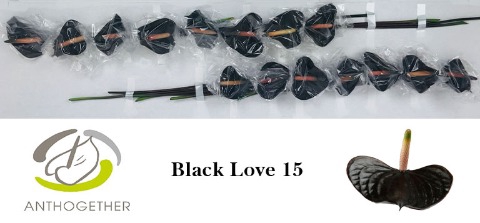 ANTH BLACK LOVE 15