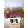Allium Schuberti