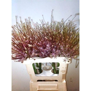Allium Schubertii