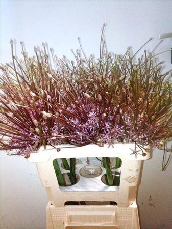 <h4>Allium Schubertii</h4>