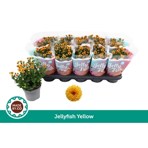 Chrysant Jellyfish Yellow