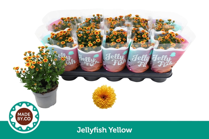 <h4>Chrysant Jellyfish Yellow</h4>