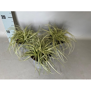 Overig 12 cm Carex hachijoensis Evergold