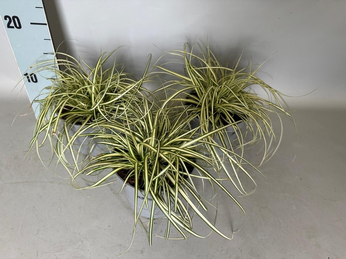 Overig 12 cm Carex hachijoensis Evergold