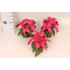 Poinsettia 6 cm Princettia Dark Pink 2/4 koppen