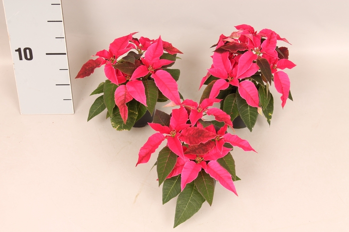 Poinsettia 6 cm Princettia Dark Pink 2/4 koppen