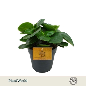 Peperomia obtusifolia Red Canyon