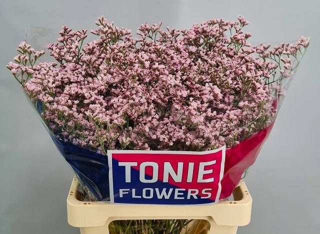 <h4>LIM TALL PINK EMILLE</h4>