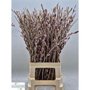 Salix G Pink Cushion