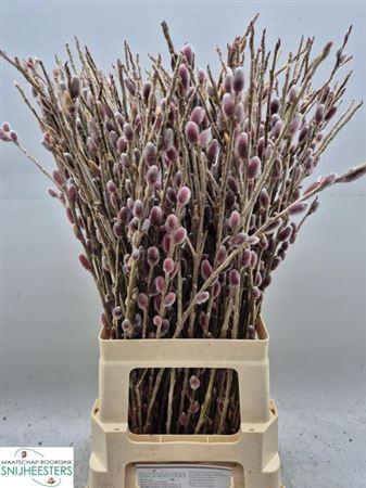 Salix G Pink Cushion