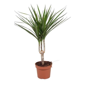 Dracaena Marginata
