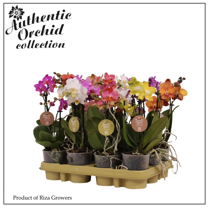 <h4>Phalaenopsis Multi Mix 2 spike - 9cm | Authentic</h4>