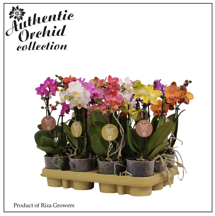 <h4>Phalaenopsis Multi Mix 2 spike - 9cm | Authentic</h4>