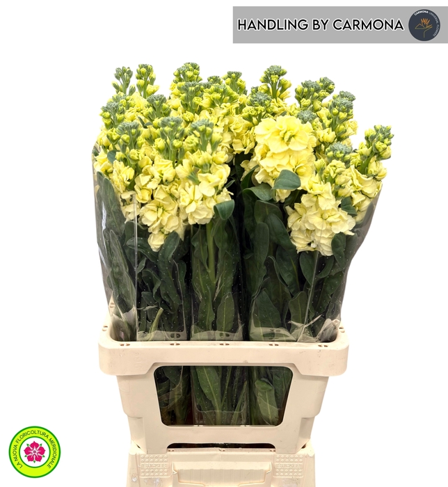 <h4>MATTH IRON YELLOW</h4>