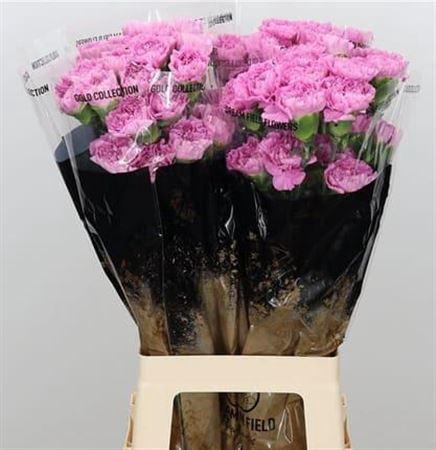 <h4>Di St Birmania</h4>