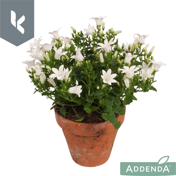 <h4>Campanula Ambella Intense White in terracotta.</h4>