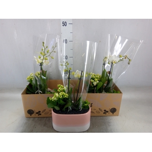 Arr.  Phalaenopsis H%