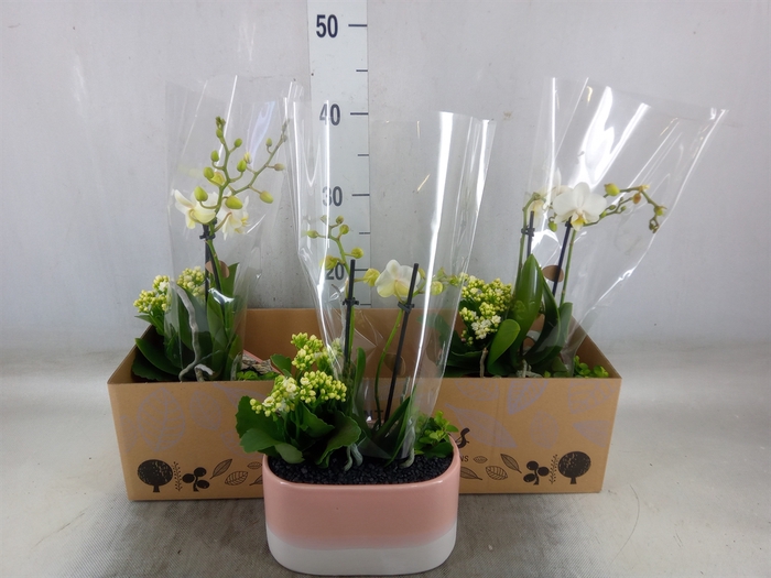 <h4>Arr.  Phalaenopsis H%</h4>