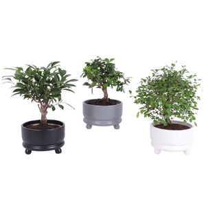 Bonsai Indoor Mix Ø14cm Ball Shape in Ø15cm Modern Bowl