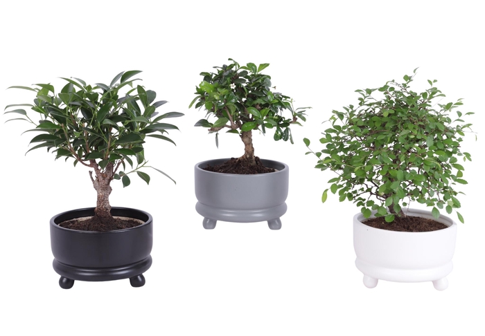 <h4>Bonsai Indoor Mix Ø14cm Ball Shape in Ø15cm Modern Bowl</h4>