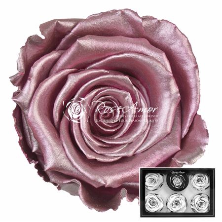 <h4>Pr 1 Metallic Old Pink Xl</h4>