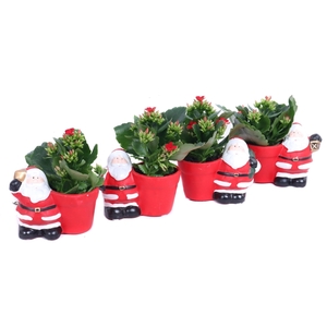 Kalanchoe rood in kerstman planter 5,5 cm