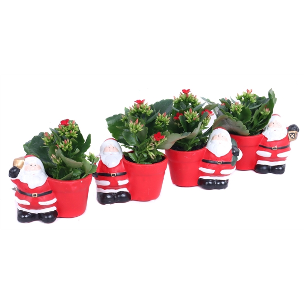 <h4>Kalanchoe rood in kerstman planter 5,5 cm</h4>