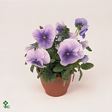 Viola wr. 'Flair Light Blue'